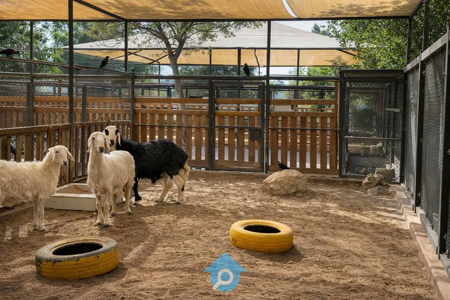 26 pet park. jpg