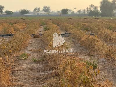 Mixed Use Land for Sale in Al Hamraniyah, Ras Al Khaimah - 7ff93df8-60fb-4e98-868a-aa9d53ff3375. jpg Mixed Use Land for Sale in Al Hamraniyah, Ras Al Khaimah - 7ff93df8-60fb-4e98-868a-aa9d53ff3375. jpg