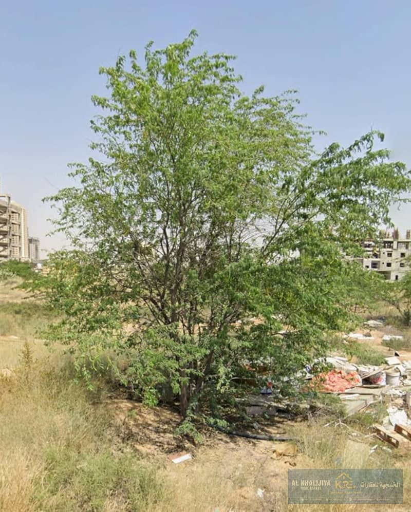 5 ALIA3. jpg