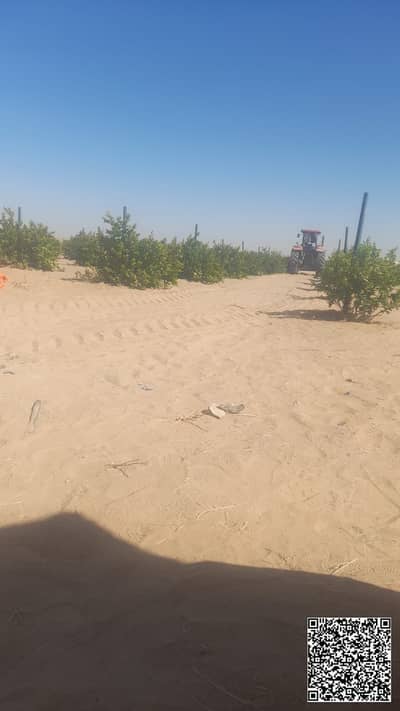 Plot for Sale in Al Yasmeen, Ajman - WhatsApp Image 2026-06-17 at 2.13. 19 PM (3) - Copy - Copy - Copy. jpeg Plot for Sale in Al Yasmeen, Ajman - WhatsApp Image 2026-06-17 at 2.13. 19 PM (3) - Copy - Copy - Copy. jpeg