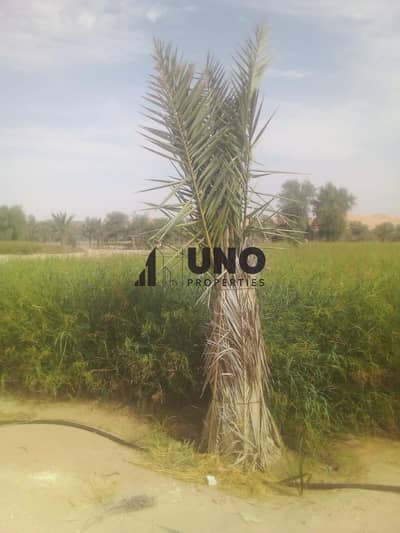 ارض استخدام متعدد  للبيع في الظفرة، أبوظبي - WhatsApp Image 2026-09-16 at 1.26. 40 PM. jpeg