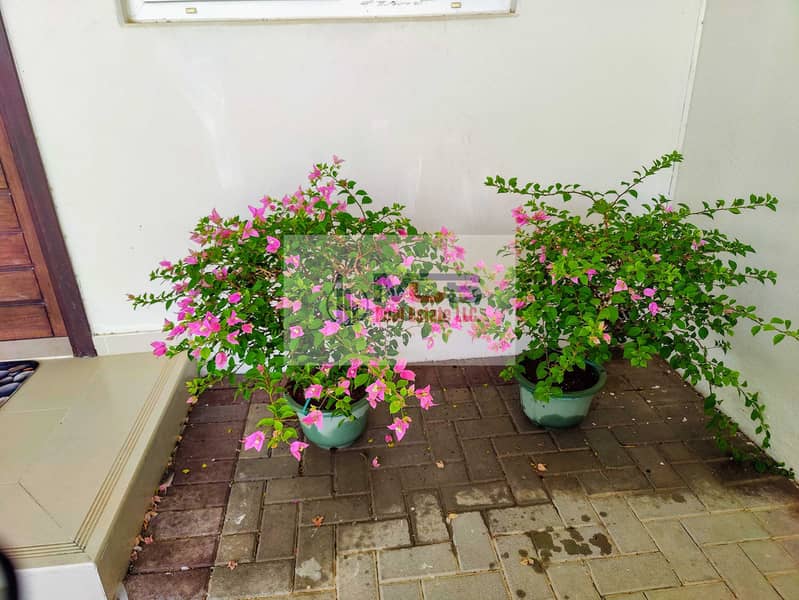 8 IMG20250620140028-EFFECTS. jpg