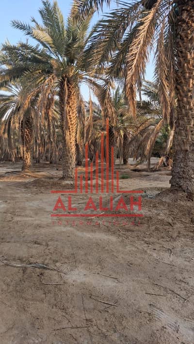 Other Commercial for Sale in Al Dhafrah, Abu Dhabi - WhatsApp Image 2026-09-21 at 10.27. 20 AM (2). jpeg Other Commercial for Sale in Al Dhafrah, Abu Dhabi - WhatsApp Image 2026-09-21 at 10.27. 20 AM (2). jpeg